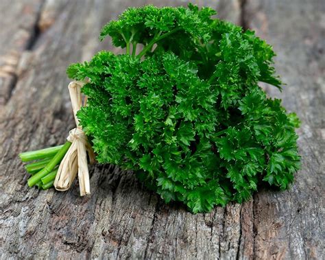 any of certain allied or similar plants. . Parsley meaning